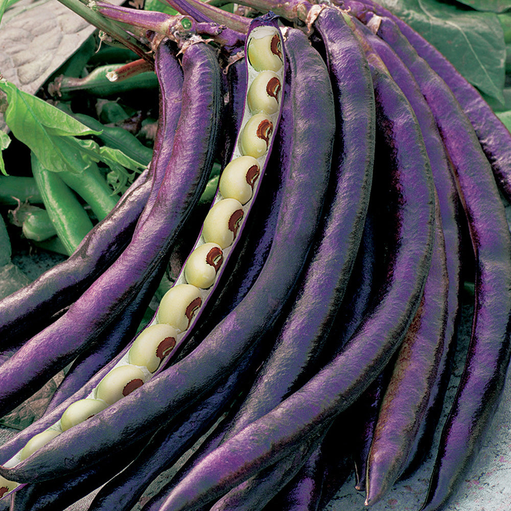 A bunch of purple hull cowpea pods with green tips, displaying the characteristic eye spot on the peas.
